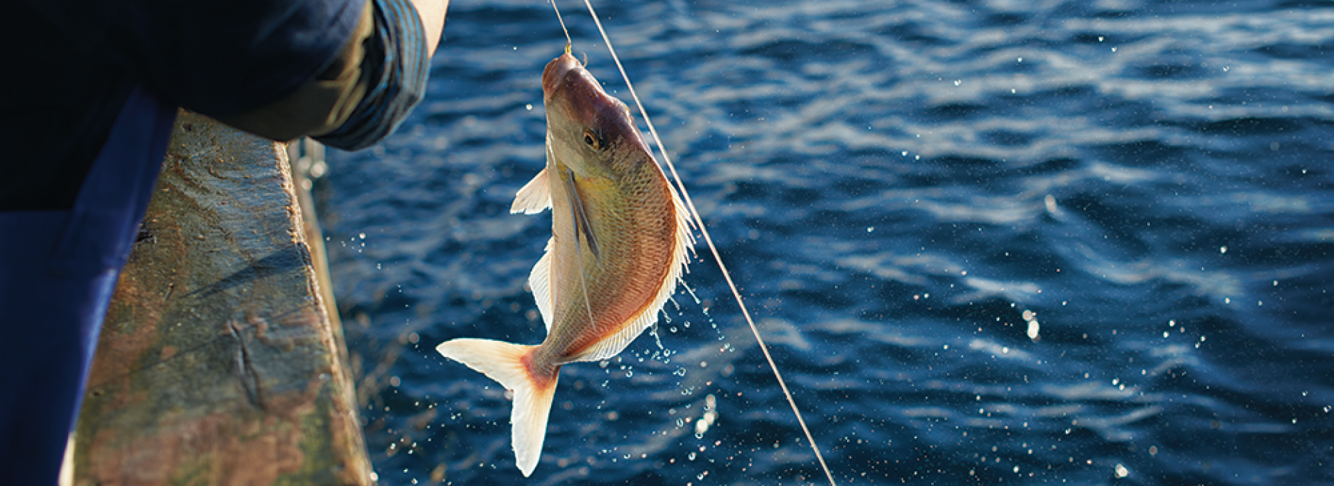 Front Page -Fish Hook Shop 30