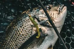 Tackle Tactics TT LURES HEADLOCKZ FINESSE UV PAINTED JIGHEADS - Black - 1/20oz - 2L -Fish Hook Shop TTHLFINUVPAINTJH 10